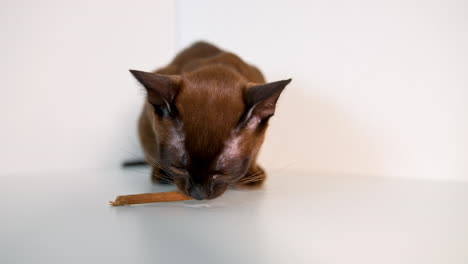 brown cat eating. lovely muzzle of a burmese kitten eating cat food. domestic purebred animal on white background. close-up.