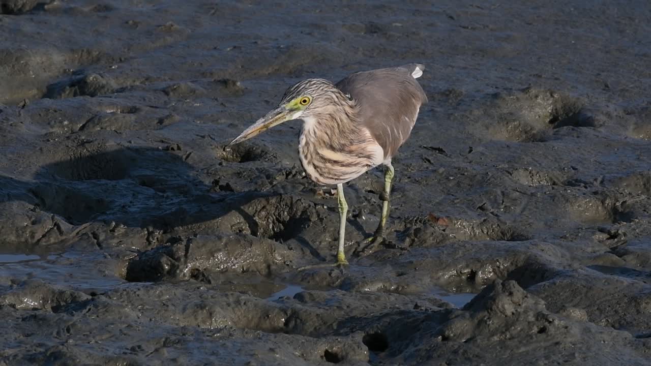 una de las garzas de estanque encontradas en tailandia que muestran diferentes plumajes según la temporada
