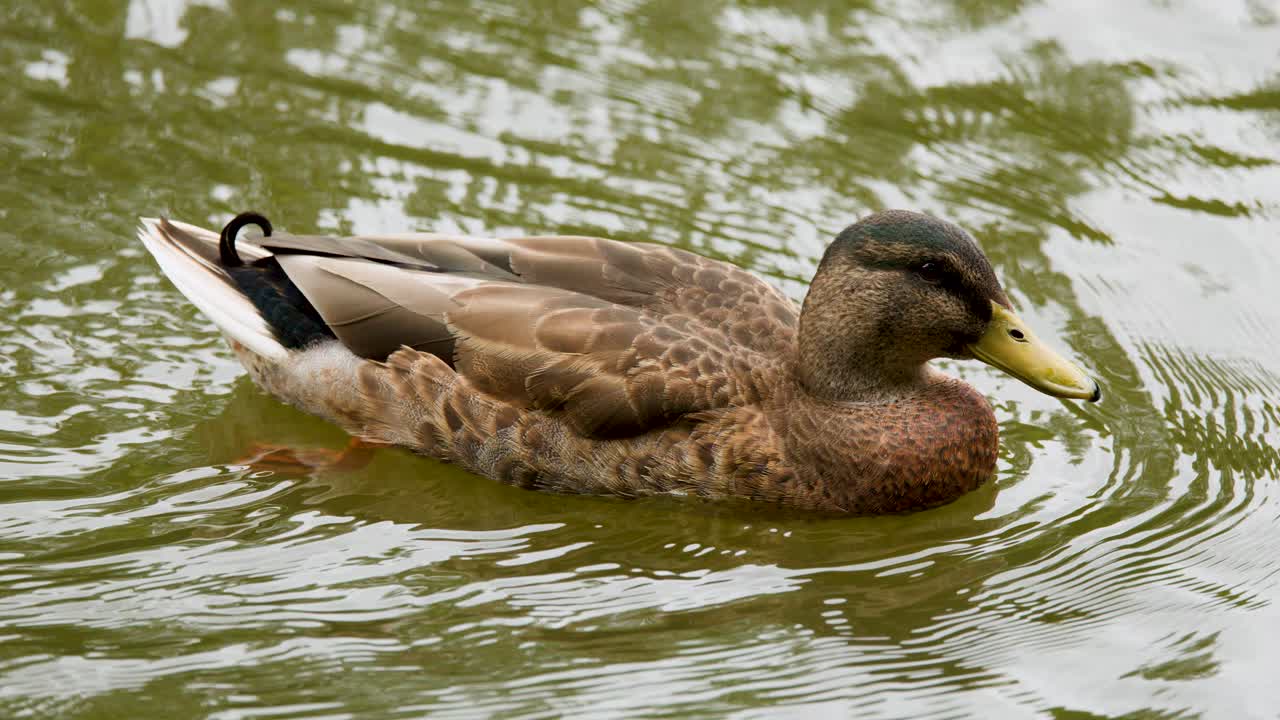 Male mallard duck glides and dips beak in greenish lake, natural daylight, steady camera