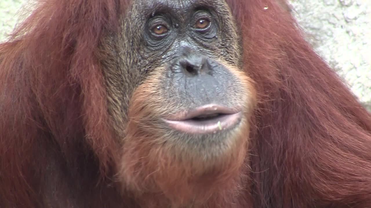 An orangutan looks around