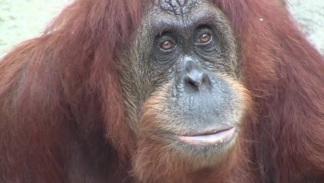 Ein-Orang-Utan-Schaut-Sich-Um