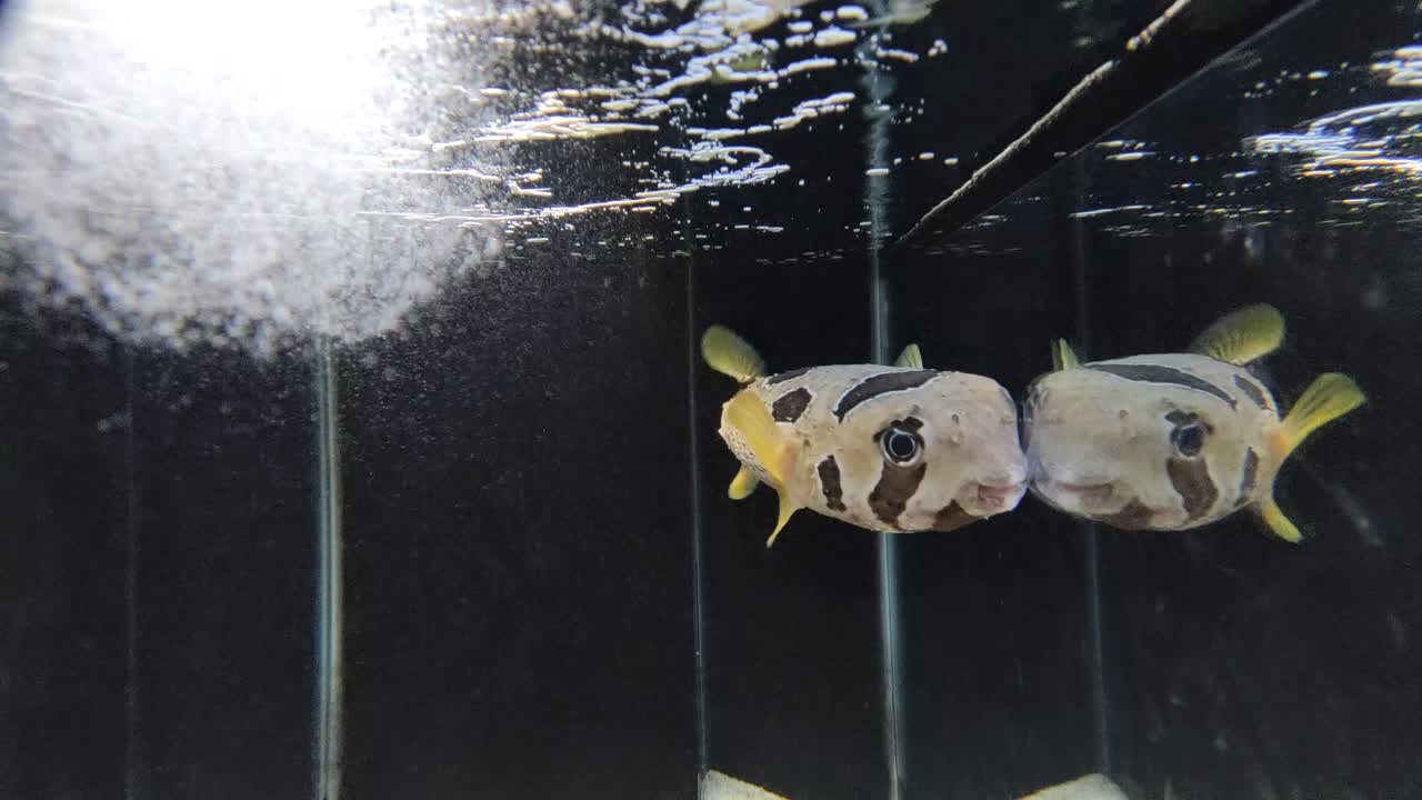 Porcupinefish are swimming in the aquarium. It also commonly called blowfish and sometimes the balloonfish or globefish. The aquarium is created by mimicking the fish's original habitat.