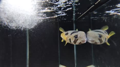 porcupinefish are swimming in the aquarium. it also commonly called blowfish and sometimes the balloonfish or globefish. the aquarium is created by mimicking the fish's original habitat.