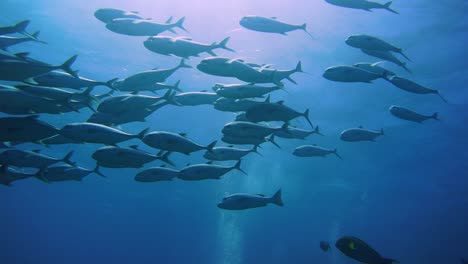 a group of silver jakc fish is swimming above the camera with the sun in the background