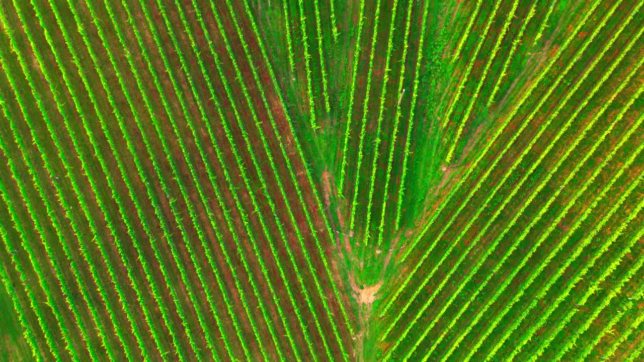impresionantes imágenes de drones de viñedos verdes en el corazón de prlekija, jerusalén eslovenia