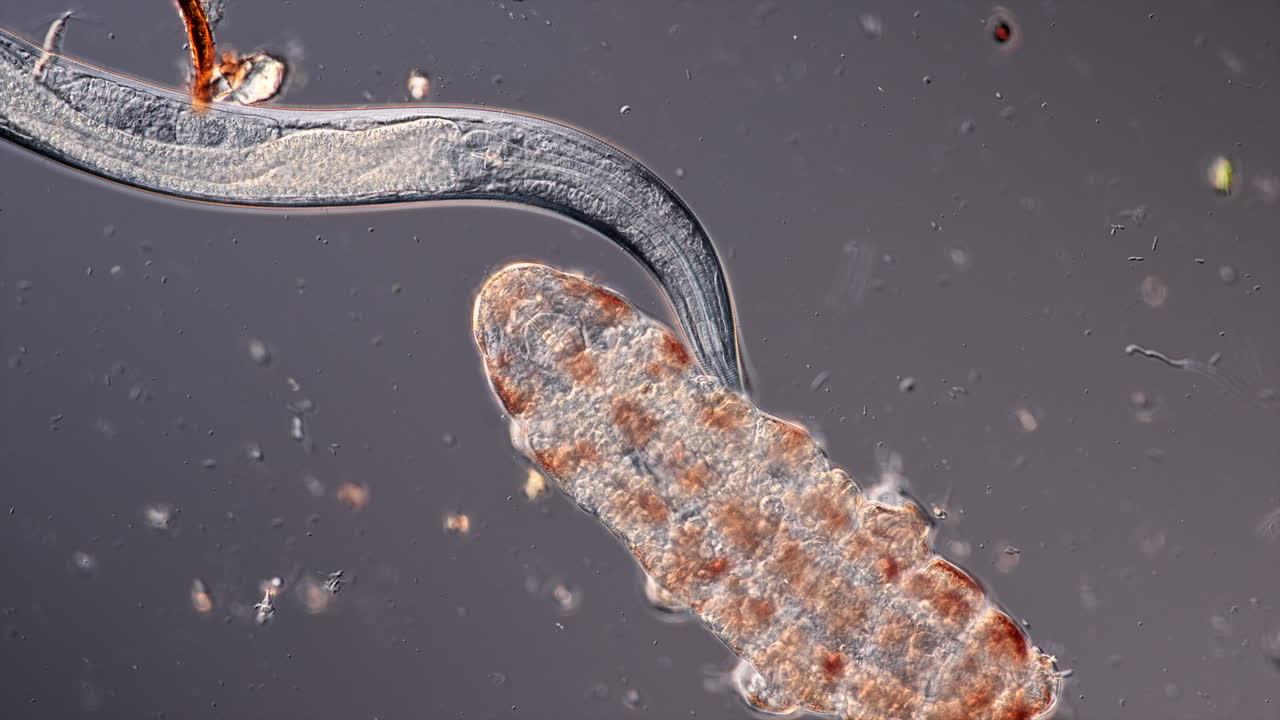 Microscopic View: Nematode Interacting with a Tardigrade