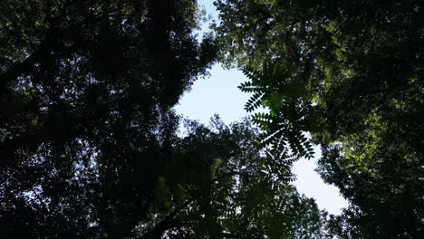 sunlight filtering through lush green tree canopy