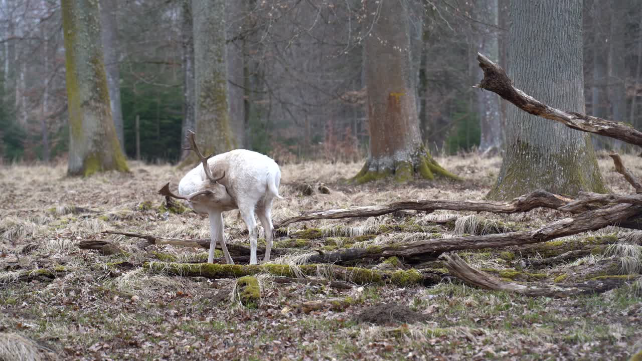 Rare white deer in the Nature Reserve Sch&ouml;nbuch near the city of Stuttgart in southern Germany