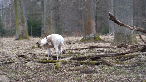 Raro-Ciervo-Blanco-En-La-Reserva-Natural-Schönbuch,-Cerca-De-La-Ciudad-De-Stuttgart,-En-El-Sur-De-Alemania.