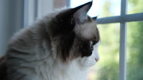 ojos azules ragdoll gatos mirando ventana lindas encantadoras pacíficas