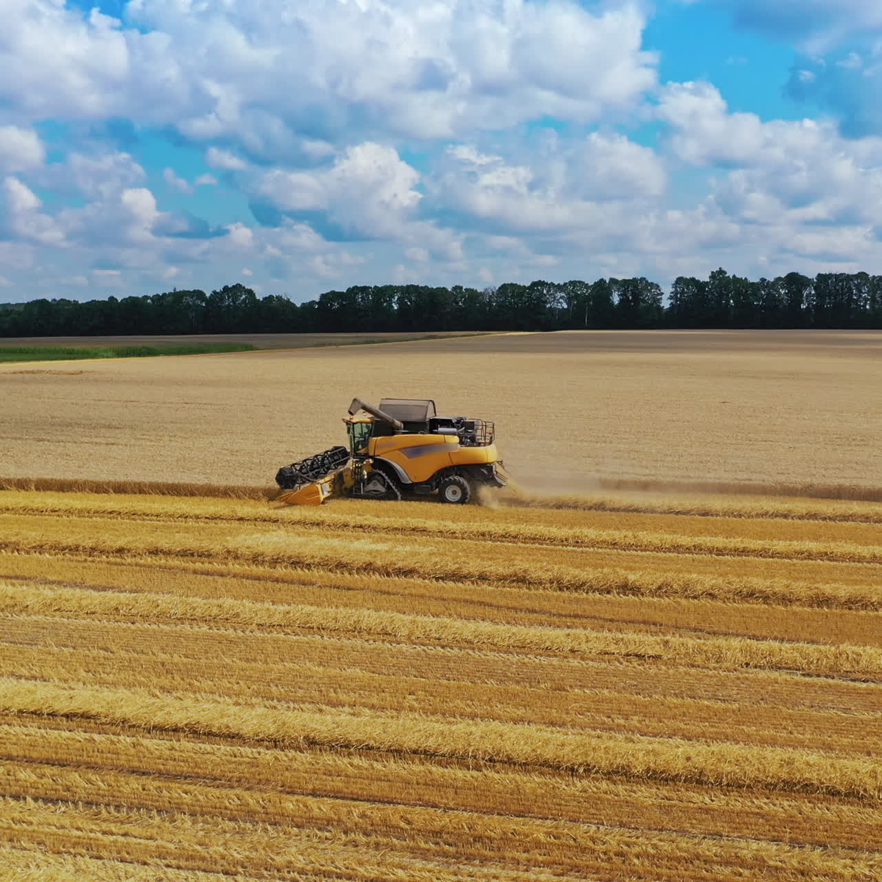Side view of yellow combine gathering harvest in summer. Modern combine cutting ripe wheat on the golden field. Aerial view. Slow motion.