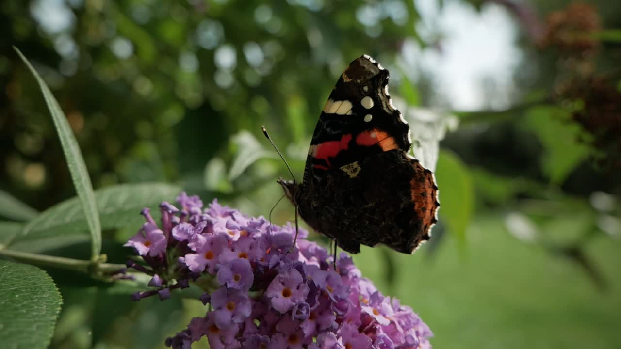 Farfalla su fiore che srotola la proboscide, ripresa in dolly, primo piano