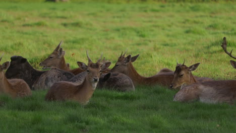 a deer family sitting in the sun