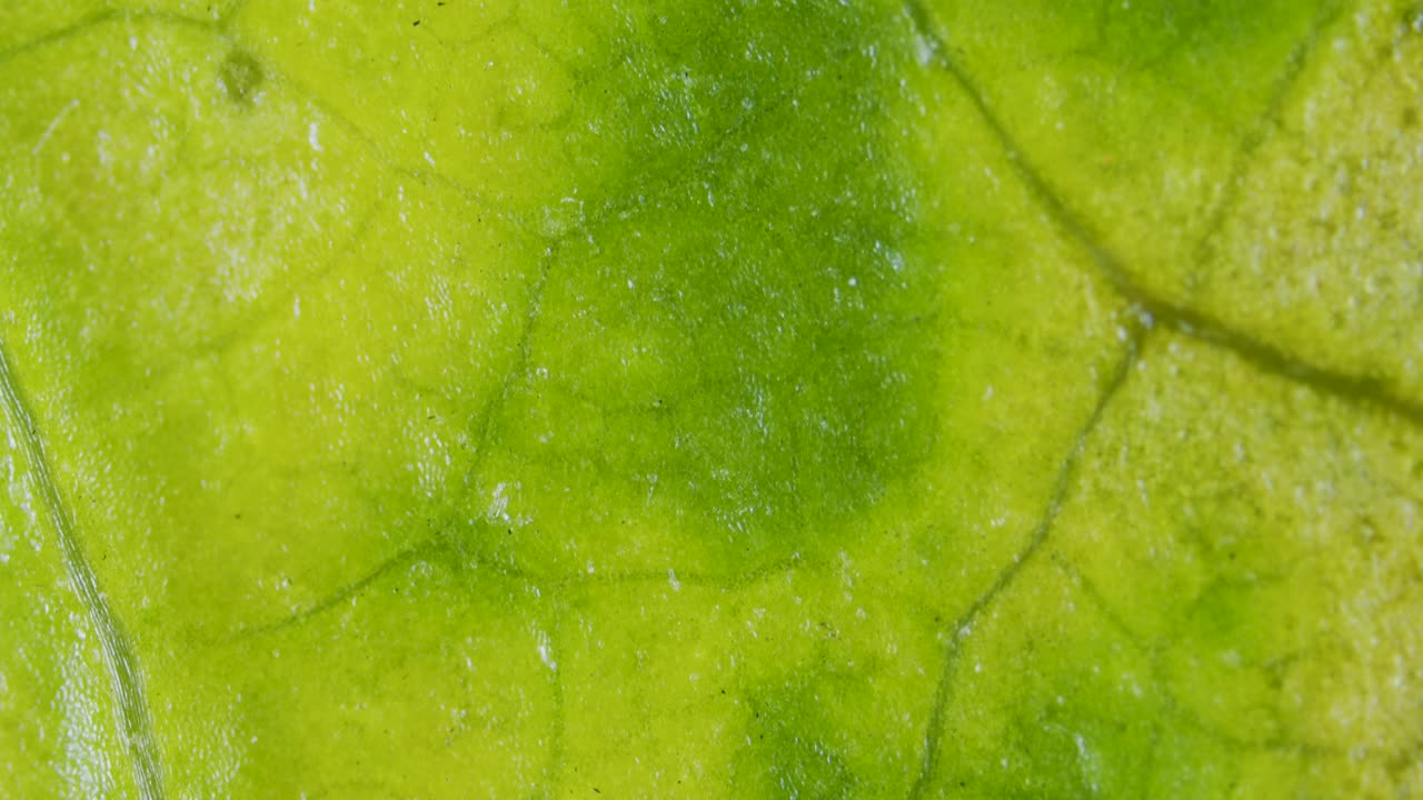 Plant leaf with chlorosis under microscope