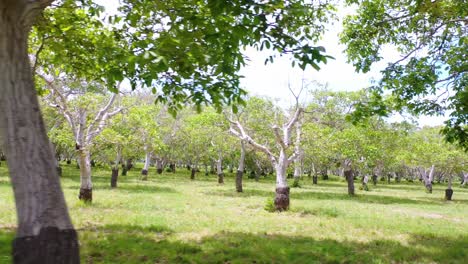 Aerial-Through-A-Walnut-Grove-Of-Trees-On-A-Ranch-Or-Farm-In-Lompoc-Central-California-2