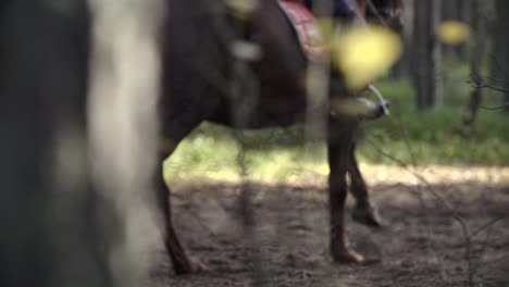 caballo corriendo con poder en un bosque con tierra volando de debajo de los cascos
