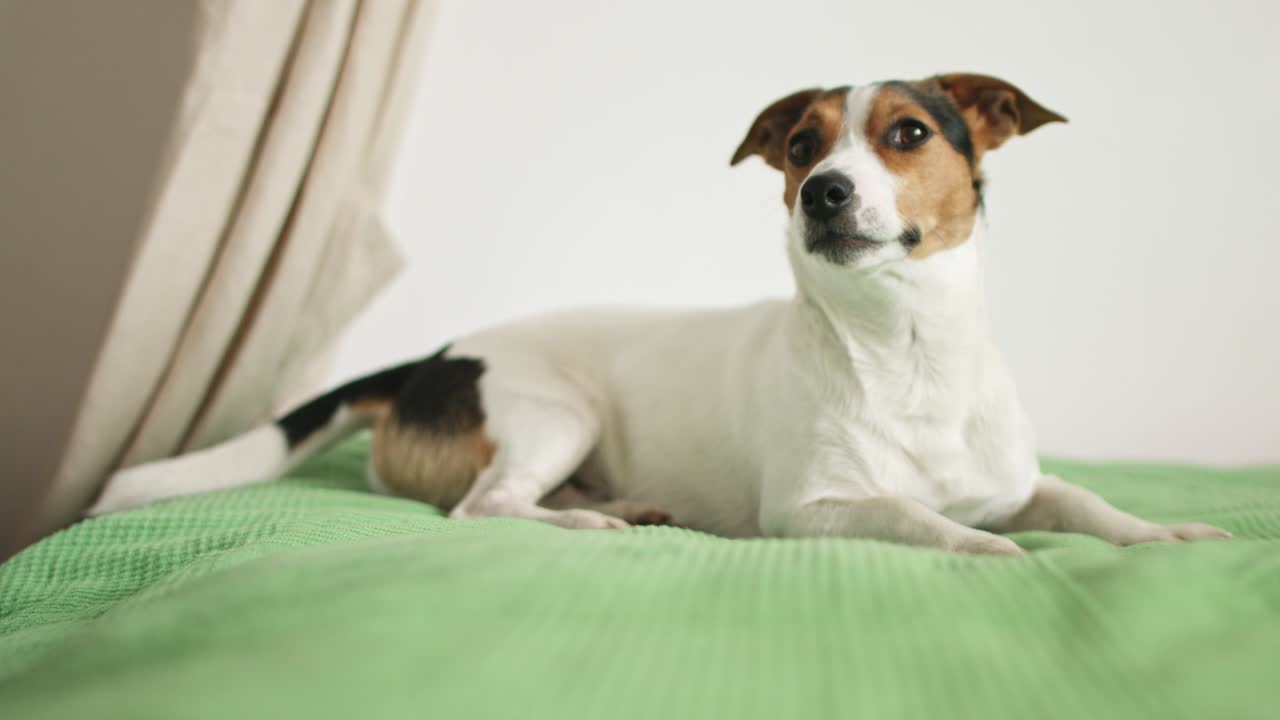 잭 러셀 테리어 (jack russell terrier) 가 침대에 누워있다.