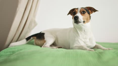 jack russell terrier lying on the bed