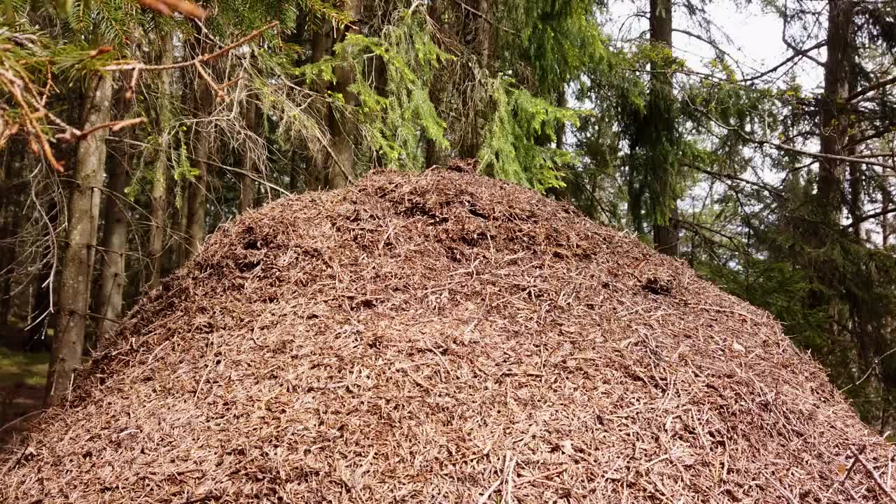 Timelapse of large Ant mound in the Swedish forest