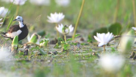pájaro jacana de cola de faisán protegiendo a su polluelo