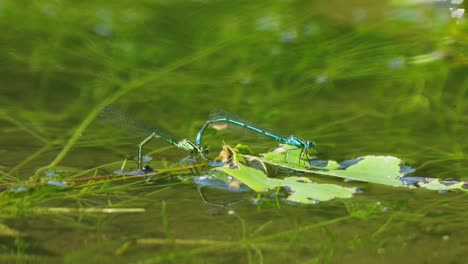 caballitos del diablo azules comunes flotando en la hoja en el agua