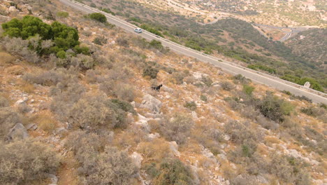 Eine-Schwarze-Wildziege,-Die-Auf-Einem-Felsigen-Hügel-Steht-Und-Das-Auto-Anschaut,-Das-An-Der-Straße-Auf-Der-Insel-Kreta,-Griechenland,-Vorbeifährt