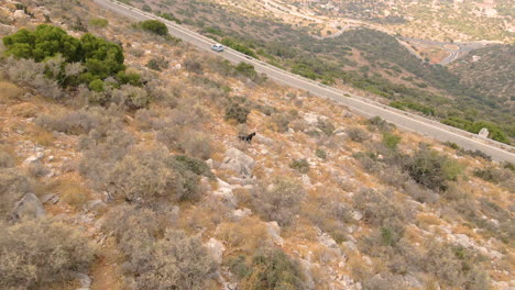 a black wild goat standing on rocky hillside looking at the car passing by the road in crete island, greece