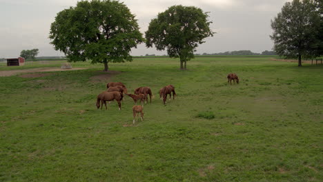 Luftflug-Von-Wunderschönen-Braunen-Stuten-Und-Hengsten,-Die-Auf-Einem-Feld-Grasen