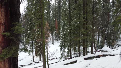 aerial drone flyover, hiking trails in the giant forest of sequoia national park