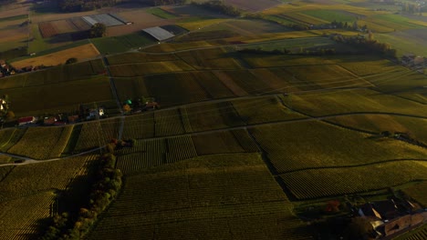 Aerial-View-Over-La-Cote-Vineyards-with-Town-of-Gland-and-Lake-Leman-in-Vaud,-Switzerland---drone-shot