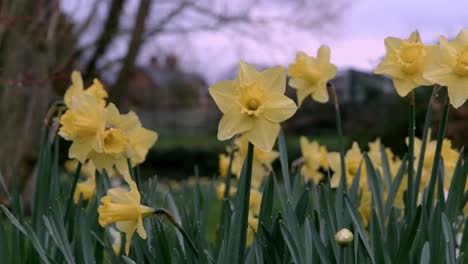 a shot of yellow daffodils