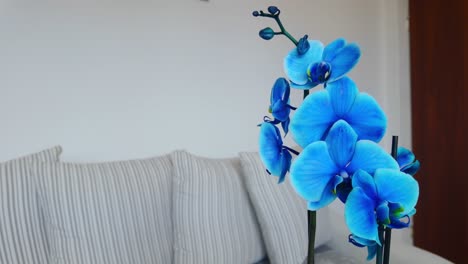 orquídea azul en casa, en una olla