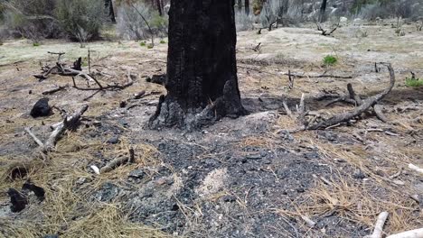 Panning-left-shot-of-a-burned-tree-trunk-and-surrounding-area-from-a-wild-fire-several-years-prior-near-Idyllwild,-California