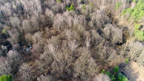 Flug-über-Wald