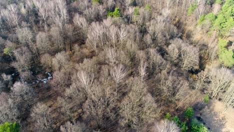 flight over forest