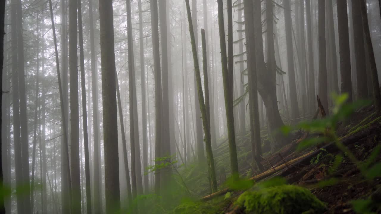 거대한 모스, 바위나무, 초록색, 안개와 안개로 인 나무의 기운이 나쁜 숲