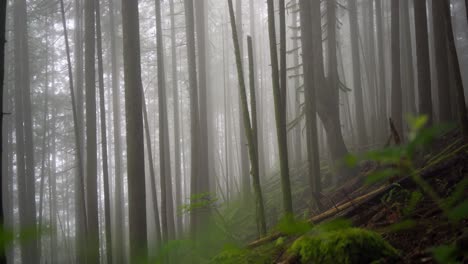 moody forest of giant mossy, coniferous, green, trees shrouded in mist and fog