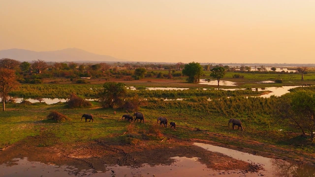 Høyt luftfoto av en familie ville afrikanske elefanter som går gjennom våtmarkene i Liwonde nasjonalpark, Malawi, omgitt av svingete vannkanaler under en varm solnedgang