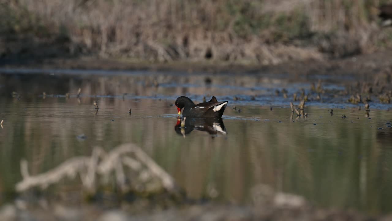Uccello migratore Gallinella d'acqua che vaga nella palude sporca