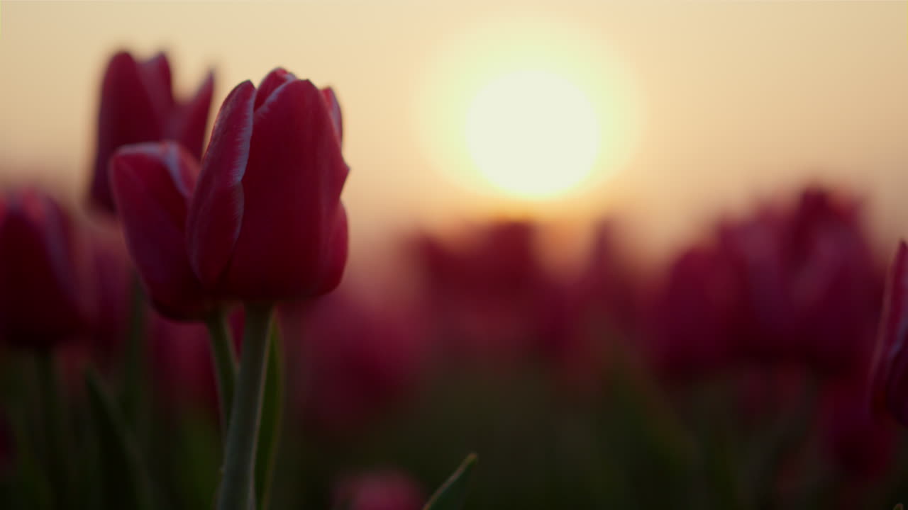 Closeup two gentle pink flowers with green stem and fresh leaves in sunset light