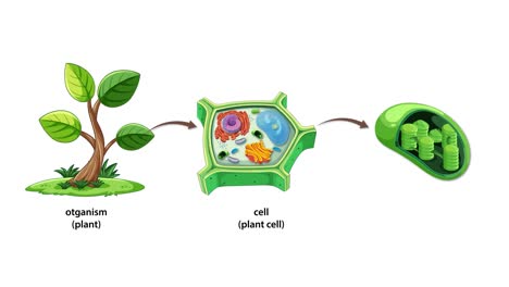 animation illustrating plant cell structure, highlighting organelles and their functions with smooth transitions and vibrant visuals