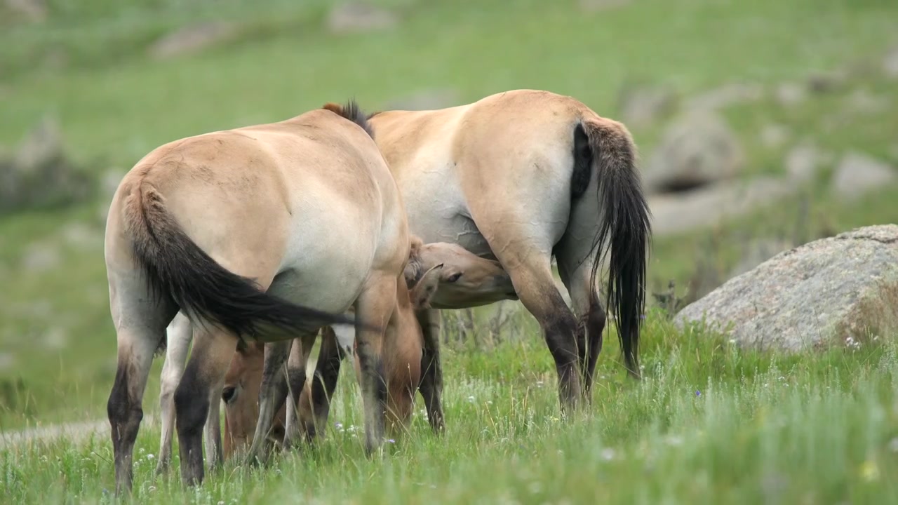 Przewalskipaardmerrie die haar veulen zoogt in een grasweide