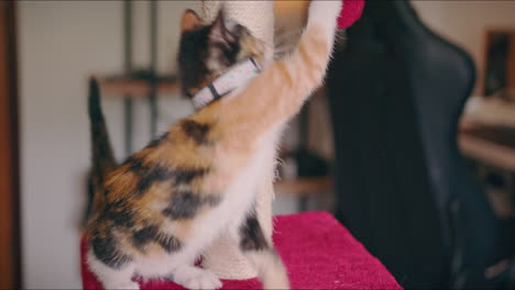 calico kitten plays with her scratching post soft ball close shot