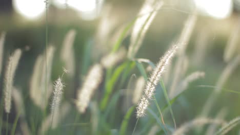 mythical-grass-blowing-in-the-wind