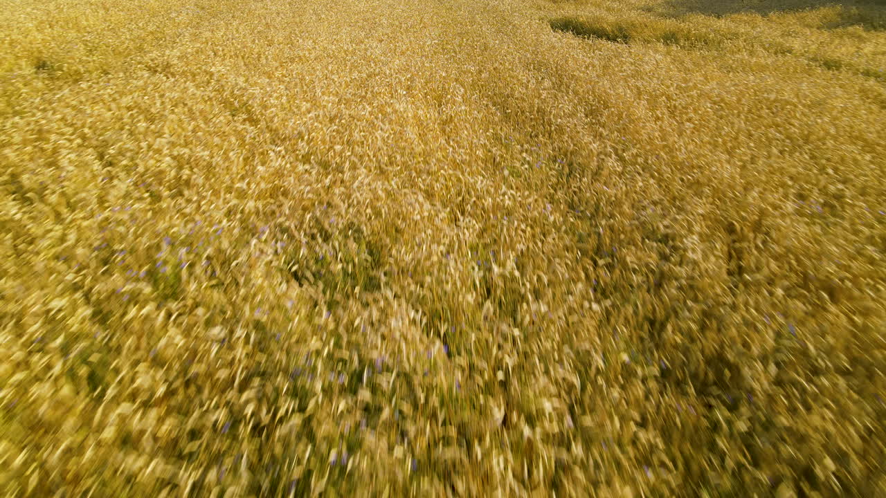 vuelo aéreo rápido sobre interminables campos de trigo maduro en la temporada de cosecha de verano czeczewo polonia