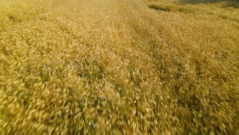 aerial flying fast over endless fields of ripe wheat in the summer harvest season czeczewo poland