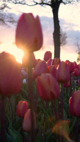 pink tulips in a field at sunset