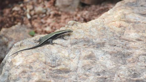 Eidechse-Lag-Im-Sonnenlicht-Auf-Dem-Granitfelsen-Und-Eine-Ameise-Berührte-Das-Bein,-Plötzlich-Flüchtete-Die-Eidechse