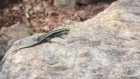lagarto tendido en la roca de granito a la luz del sol y una hormiga tocó la pierna de repente lagarto fugitivo