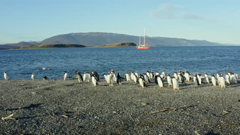large colony of penguins walk and waddle, resting on rocky beach near beagle channel coastline